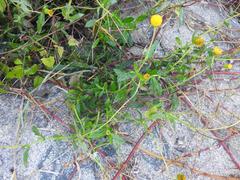 Crassocephalum picridifolium