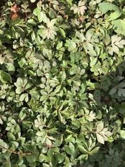 Hydrophyllum virginianum