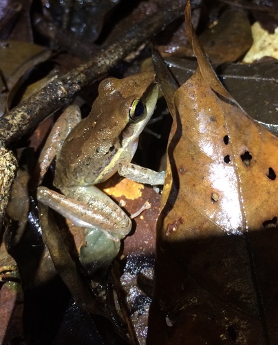 Almirante Robber Frog