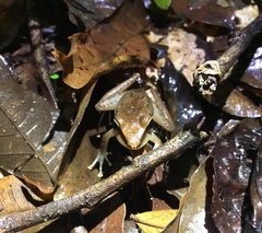 Craugastor talamancae