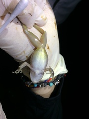 Craugastor talamancae