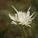 Haemanthus montanus - Photo (c) Rob Palmer, algunos derechos reservados (CC BY-NC-SA), subido por Rob Palmer