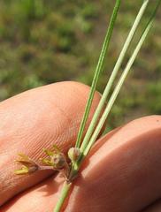 Aspidoglossum woodii