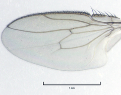 Leptocera caenosa