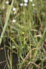 Xyris capensis