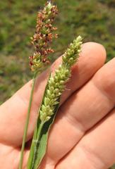 Setaria sphacelata sphacelata