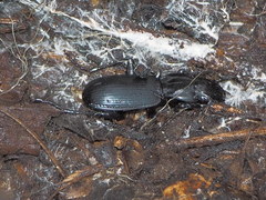Pterostichus lama