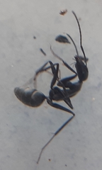 Camponotus angusticeps