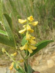 Eriosema psoraleoides