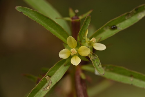 Ludwigia perennis