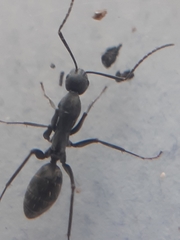 Camponotus angusticeps