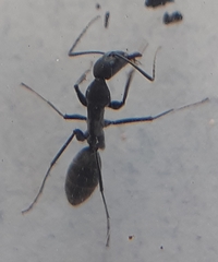 Camponotus angusticeps