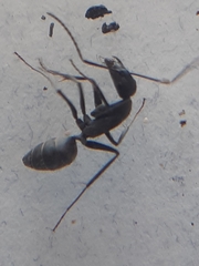 Camponotus angusticeps