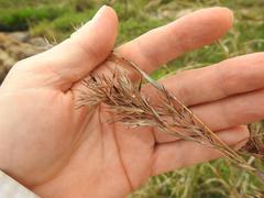 Cymbopogon nardus