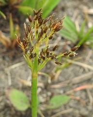 Fimbristylis complanata