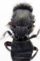 Leptocera caenosa