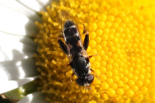 Unknown species found near York, ME, USA