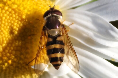 Unknown species found near York, ME, USA