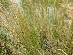 Miscanthus junceus