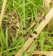 Juncus exsertus