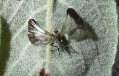 Rhamphomyia marginata