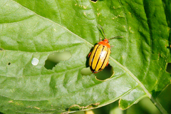 Kuschelina tenuilineata