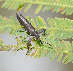 Rhinotia sparsa