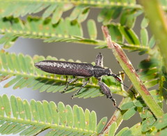 Rhinotia sparsa