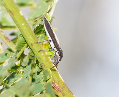 Rhinotia sparsa