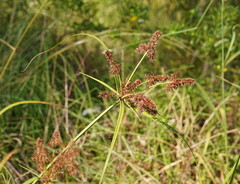 Cyperus lucidus