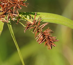 Cyperus lucidus