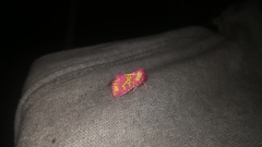 Psectrotarsia euposis