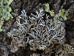 Heterodermia appalachensis