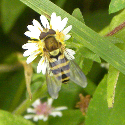 Unknown species found near Kentucky, US