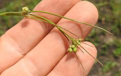 Aspidoglossum woodii