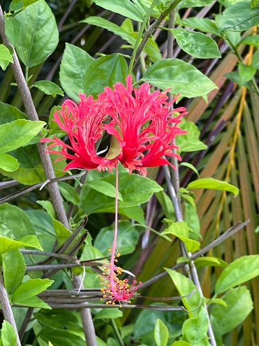 Hibiscus schizopetalus observed 2025-10-10
