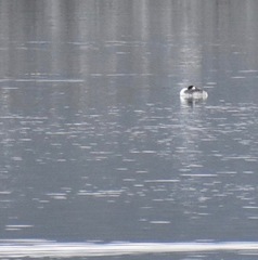 Aechmophorus occidentalis