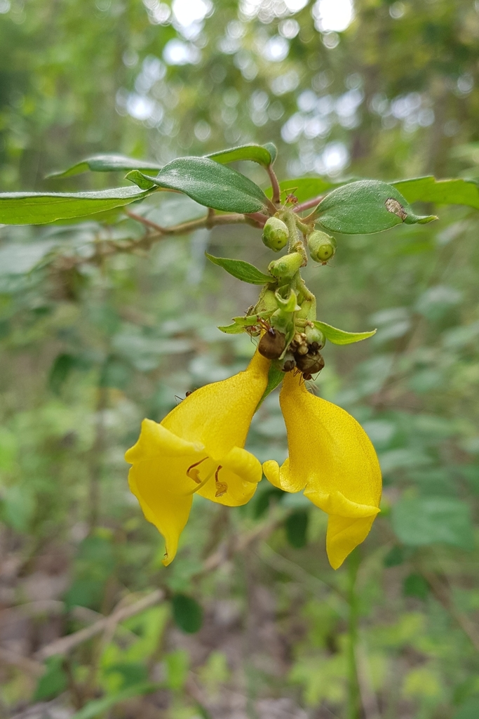 Tu hú lá bầu dục – Gmelina elliptica