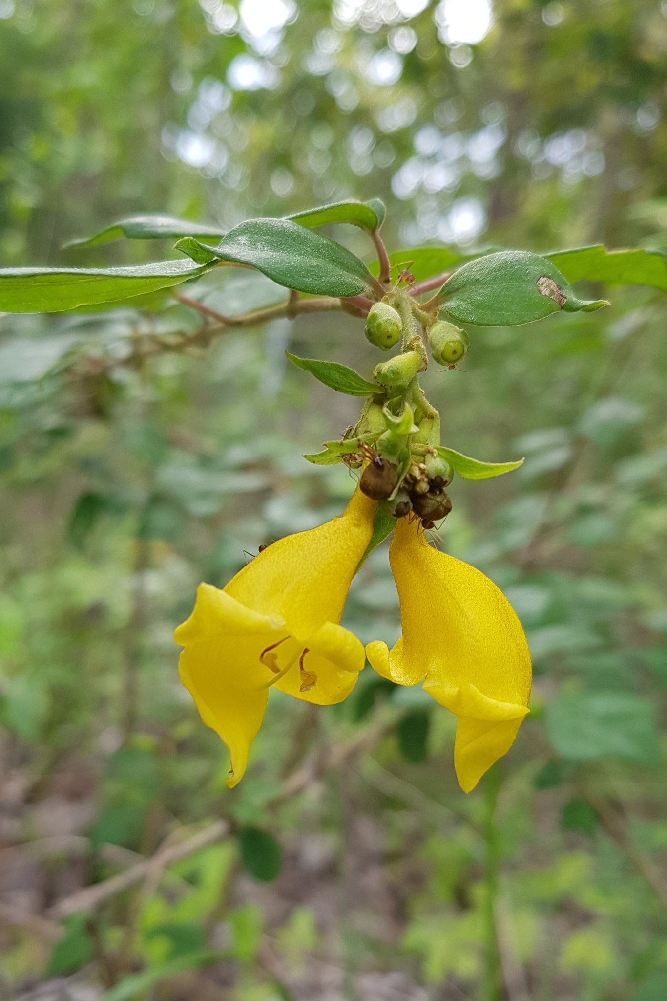 Gmelina elliptica