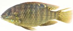 Banded Tilapia photo 5