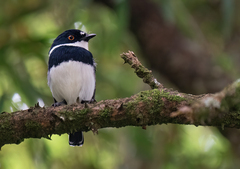 Ruwenzori Batis photo 2