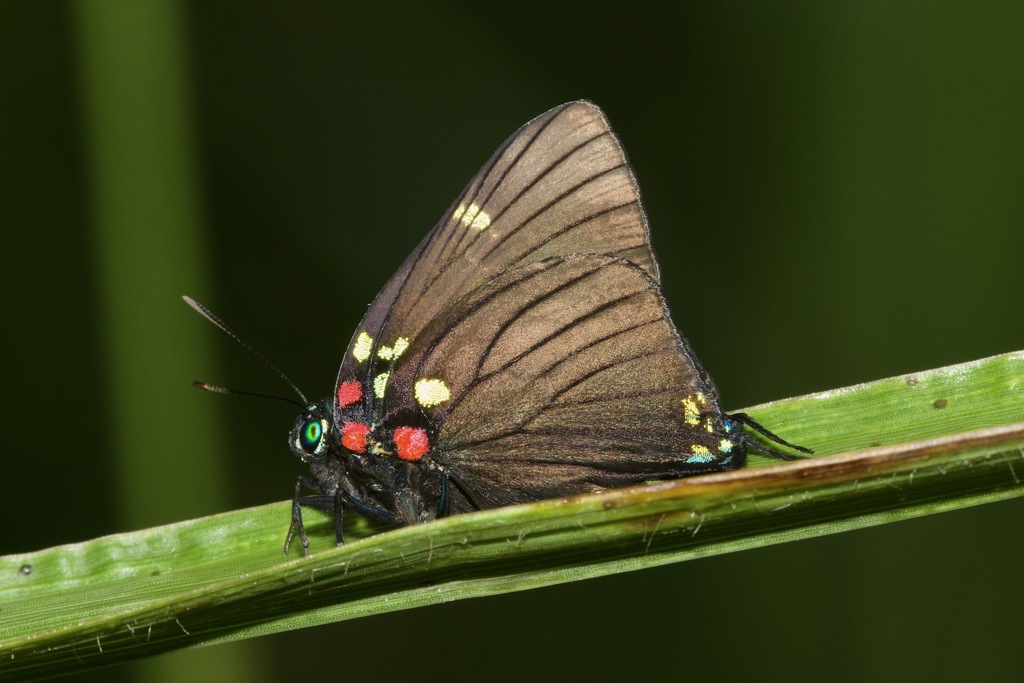 Green-spotted Brangas