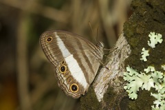 Euptychoides albofasciata