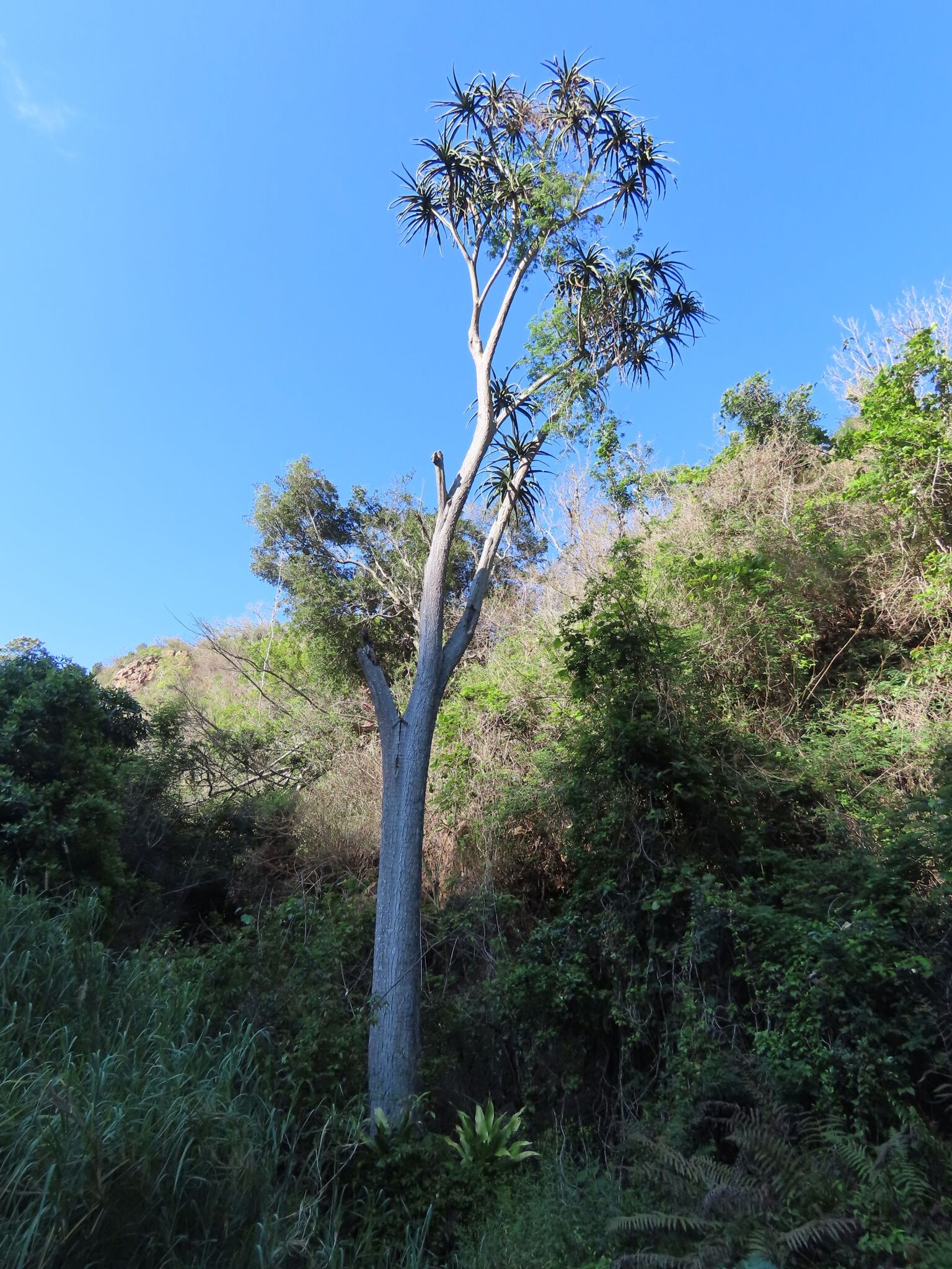 Tree Aloe (Aloidendron barberae)