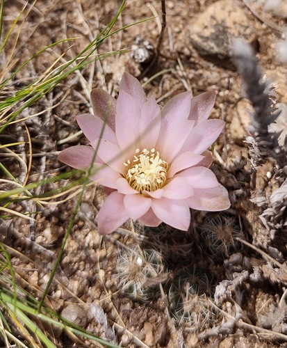 Gymnocalycium bruchii