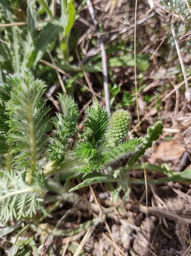 Acaena myriophylla, photograph 2