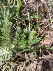 Acaena myriophylla, photograph (c) Lucas Carbone, some rights reserved (CC BY)