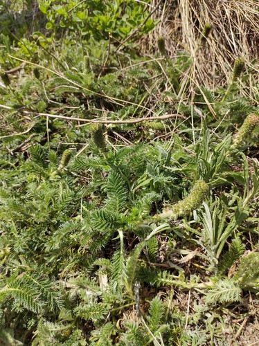 Acaena myriophylla, photograph 3