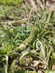 Acaena myriophylla, photograph (c) Lucas Carbone, some rights reserved (CC BY)