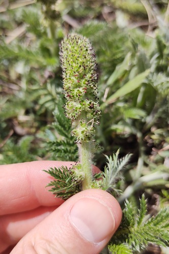 Acaena myriophylla, photograph 4